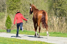 radolfzell-2015_verfassung-095
