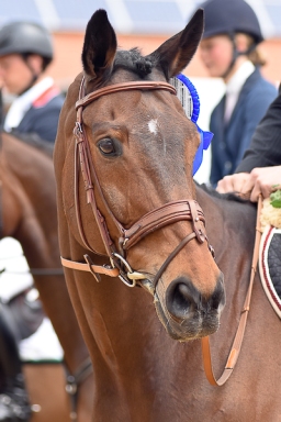 springen-sen_radolfzell-2016-117