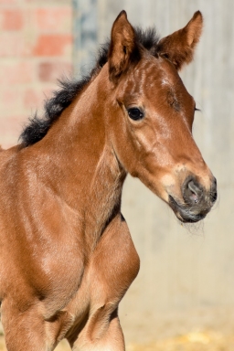2025-04-12-hanno-kroete-001-25