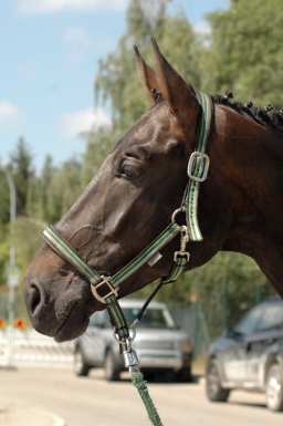 altensteig-2012_cic1-030-jpg