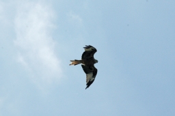 altensteig-2012_cic1-056-jpg