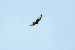 altensteig-2012_cic1-057-jpg