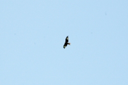 altensteig-2012_cic1-058-jpg