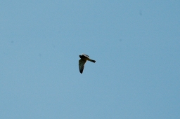 altensteig-2012_cic1-159-jpg