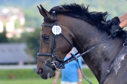 altensteig-2013_cic1-123-jpg