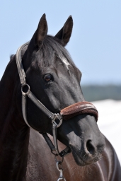 altensteig-2015_cic1-003-jpg