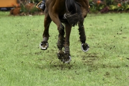 boekelo-2017-cross-country-057-jpg