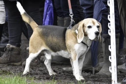 boekelo-2017-cross-country-167