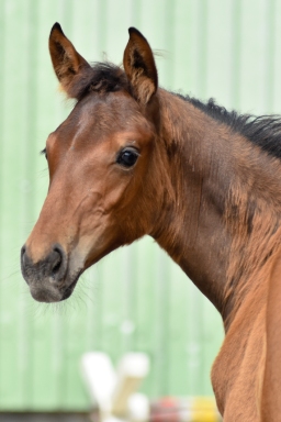 2025-07-03-hanno-fohlenregistr-2025-040