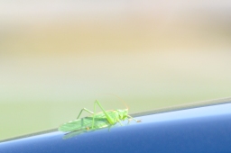 hambach-2015_cic1-088