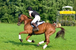 laupheim-2013_gelaendepferde-a-042-jpg