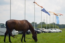 laupheim-2013_gelaendepferde-a-138-jpg