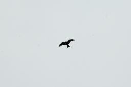 luhmuehlen-2012_cci4-129-jpg