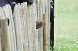 luhmuehlen-2012_cci4-139-jpg