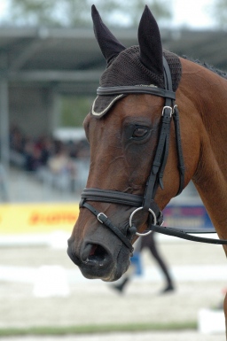 luhmuehlen-2012_freitag-061-jpg
