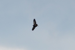 luhmuehlen-2013_cci4-041-jpg