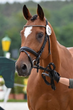 pocke-vet-luh2016-001-4-jpg