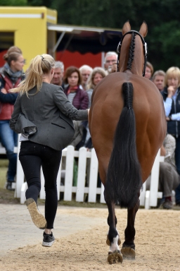 pocke-vet-luh2016-001-6-jpg