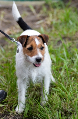 cic3-xc_luhmuehlen-2016-017-jpg