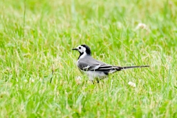 cic3-xc_luhmuehlen-2016-025-jpg