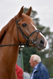 dressur-cic3_luhmuehlen-2016-011-jpg