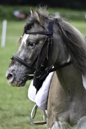 luhmuehlen-2019-cci5-091-jpg
