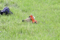 luhmuehlen-2019-cci5-148-jpg