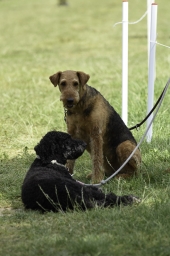 luhmuehlen-2019-dressur-120-jpg