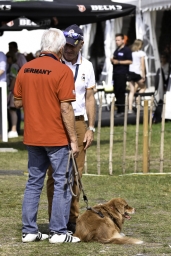 luhmuehlen-european-eventing-2019-dressage-221-jpg