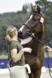 luhmuehlen-european-eventing-2019-vet-042-jpg
