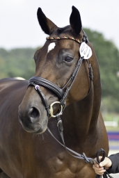 luhmuehlen-european-eventing-2019-vet-082-jpg