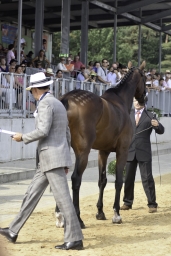 luhmuehlen-european-eventing-2019-vet-084-jpg