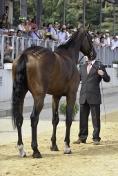 luhmuehlen-european-eventing-2019-vet-085-jpg
