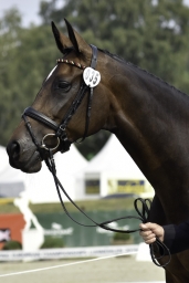 luhmuehlen-european-eventing-2019-vet-092-jpg