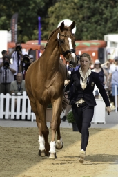 luhmuehlen-european-eventing-2019-vet-115-jpg
