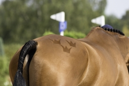 luhmuehlen-european-eventing-2019-vet-130-jpg