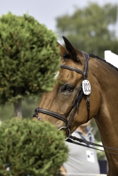 luhmuehlen-european-eventing-2019-vet-202-jpg