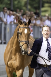 luhmuehlen-european-eventing-2019-vet-210-jpg