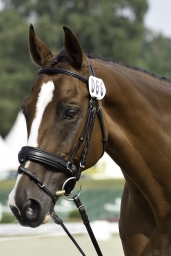 luhmuehlen-european-eventing-2019-vet-230-jpg