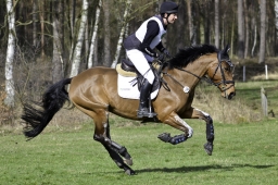 luhmuehlen-cci2-maerz-2019-012-jpg