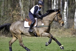 luhmuehlen-cci2-maerz-2019-022-jpg