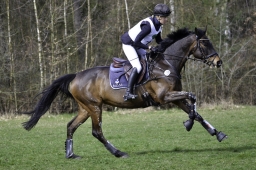 luhmuehlen-cci2-maerz-2019-032-jpg