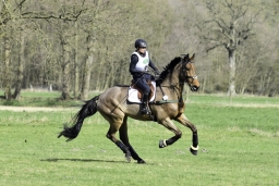 luhmuehlen-cci2-maerz-2019-079-jpg