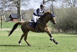 luhmuehlen-cci2-maerz-2019-129-jpg