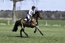 luhmuehlen-cci2-maerz-2019-323
