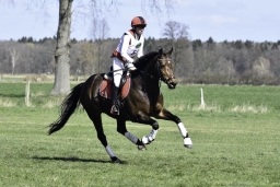 luhmuehlen-cci2-maerz-2019-330