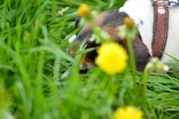 marbach-2015_cic3-gelaende-037-jpg