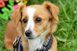 marbach-2015_cic3-gelaende-083-jpg