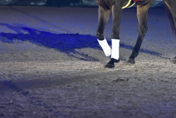 michi-reitmeister-ehrung-2016-13-jpg