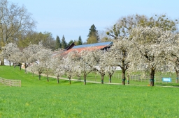 radolfzell-2015_cic1-022-jpg